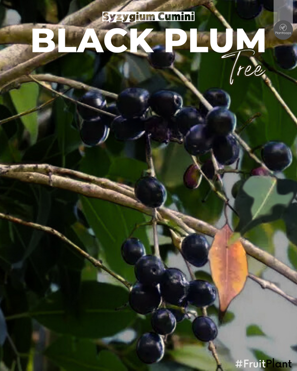 Black Plum Tree || Syzygium Cumini || Jamun Tree || شجرة جامون || Outdoor Fruit Plant UAE & KSA