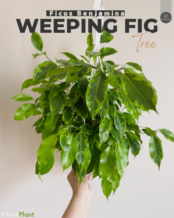 Weeping Fig Tree || Ficus Benjamina Green Tree ||  شجرة الفيكس || Outdoor Shade Plant UAE & KSA