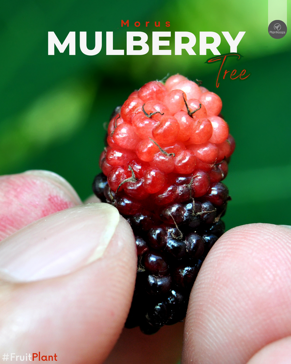 Mulberry Tree || Morus alba || Outdoor Fruit Tree || شجرة التوت UAE & KSA
