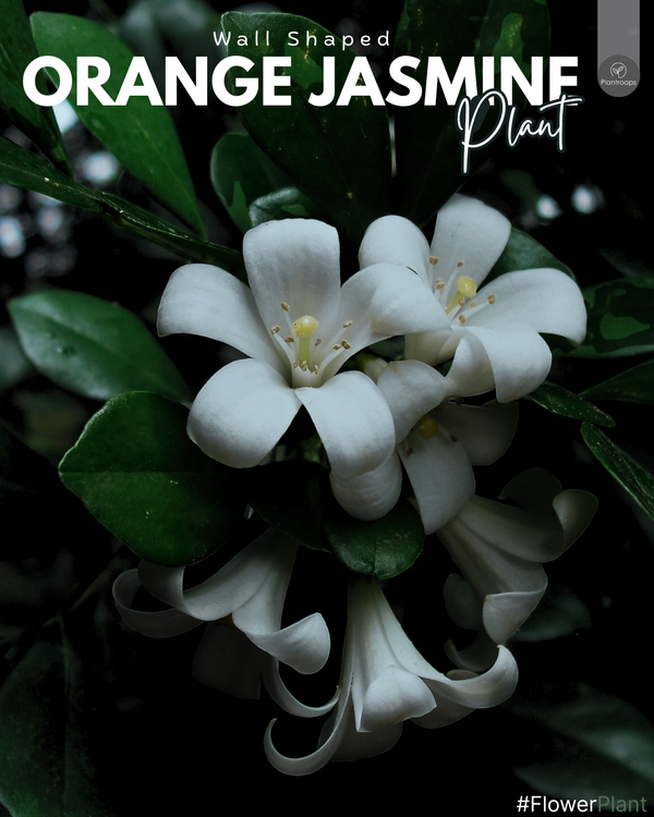 Murraya Paniculata Wall Shaped || Orange Jasmine || Mock Orange || ياسمين البرتقال || Fragrant Evergreen for UAE Gardens
