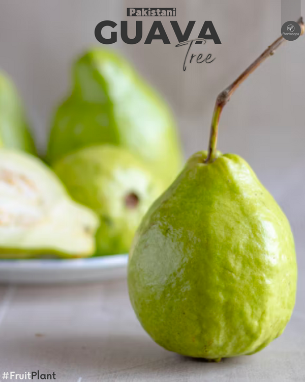 Guava Pakistan Tree || Psidium guajava || شجرة الجوافة الباكستانية || Tropical Fruit UAE & KSA