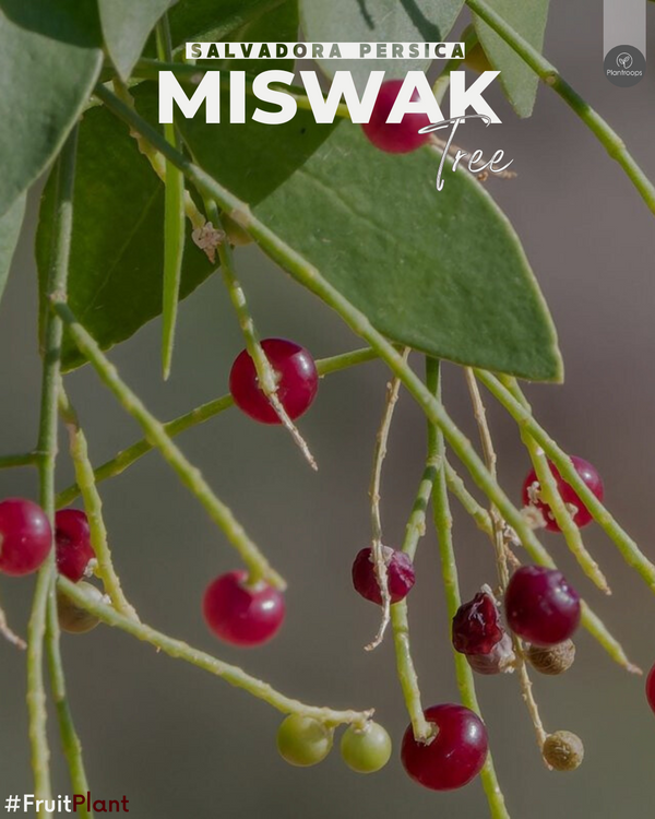 Miswak Tree || Salvadora persica || شجرة السواك || Toothbrush Tree UAE & KSA