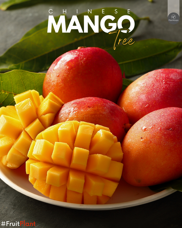 Mango Tree China || Mangifera indica || شجرة المانجو || Tropical Fruit Tree UAE & KSA