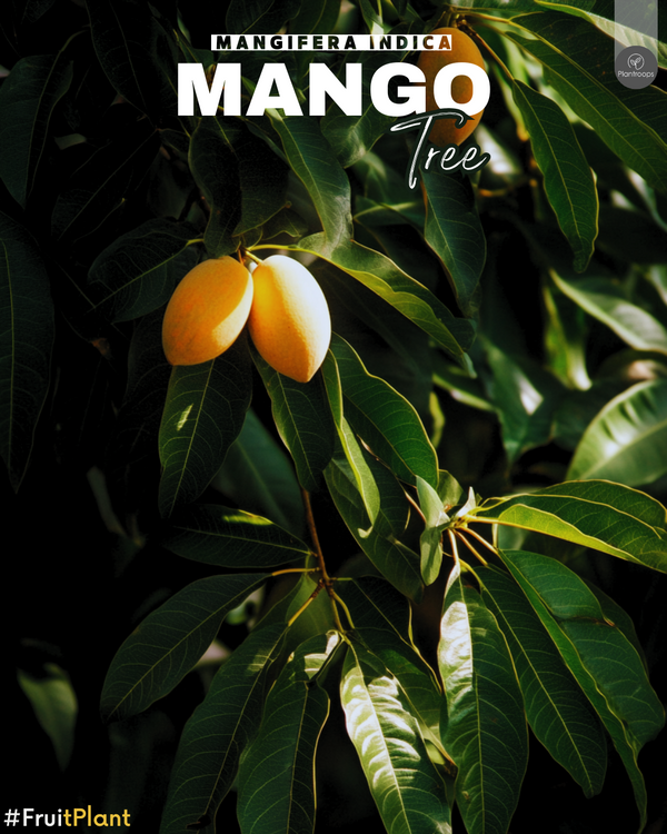 Mango Tree || Mangifera indica || شجرة المانجو || Tropical Fruit Plant UAE & KSA