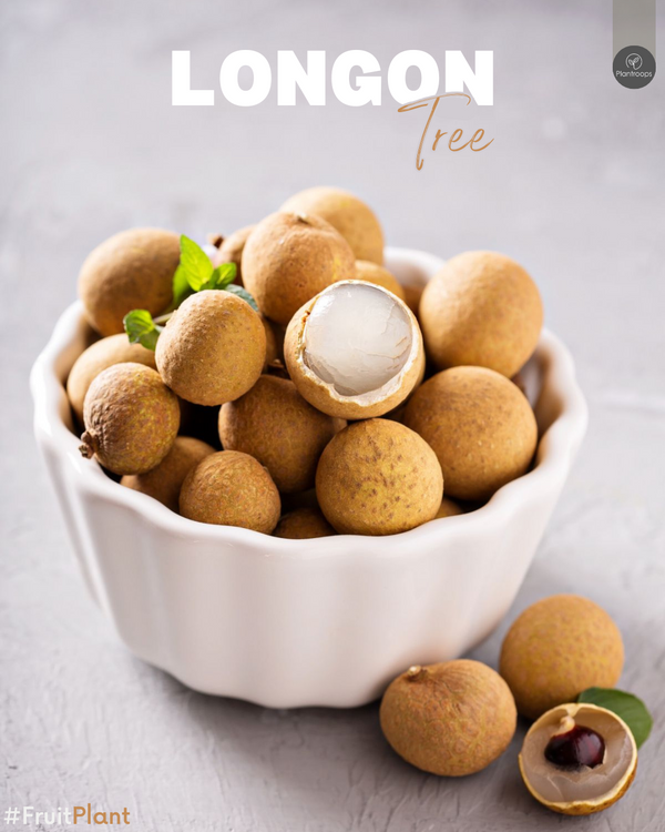 Longan Tree || Queen of Mangoes || شجرة اللونجان || Tropical Fruit Tree UAE & KSA