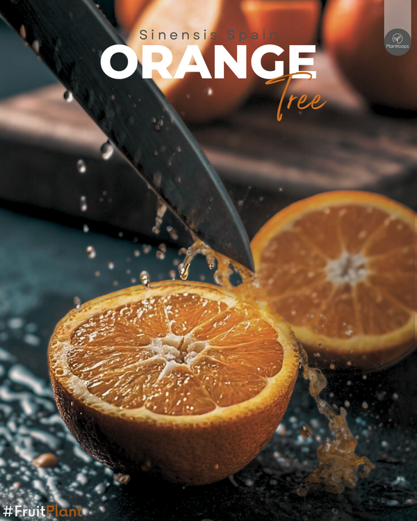 Orange Tree Spain || Citrus sinensis || شجرة البرتقال || Spanish Citrus Plant UAE & KSA