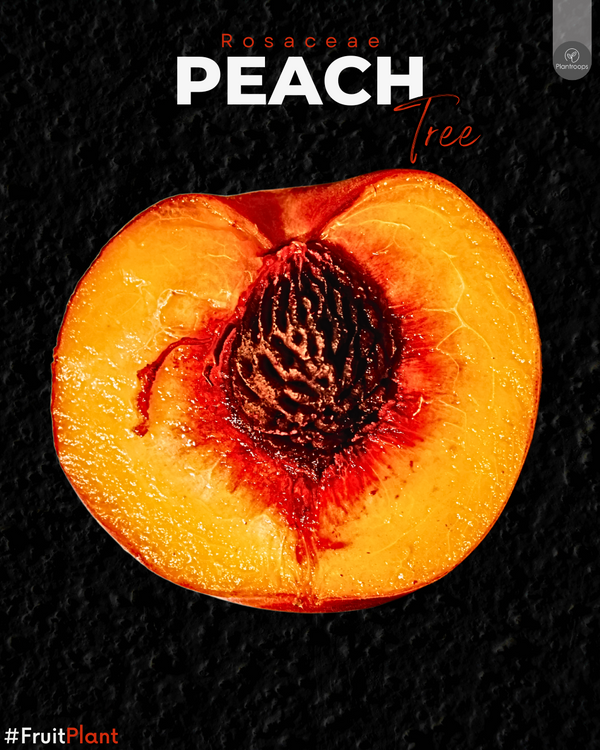 Peach Tree || Prunus persica vulgaris || شجرة الخوخ || Fresh Fruit Tree UAE & KSA