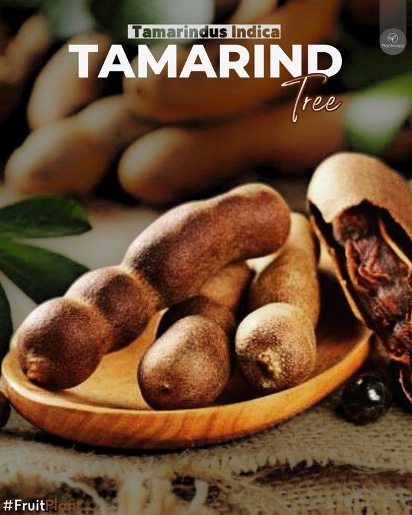 Tamarind Tree || Tamarindus indica || شجرة التمر الهندي || Tropical Fruit Tree UAE & KSA