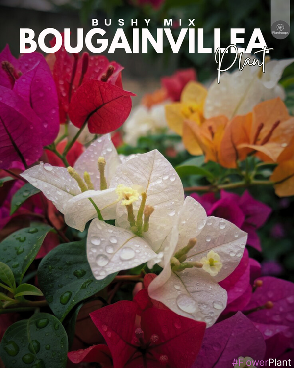 Bougainvillea Mix Bushy || Bougainvillea || بوجنفيليا كثيفة || Vibrant Shrub for Gardens UAE & KSA