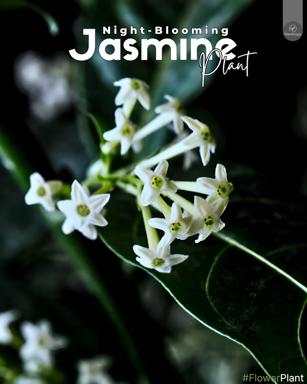 Night Blooming Jasmine || Cestrum nocturnum || الياسمين المتفتح ليلاً || Fragrant Shrub for Gardens UAE & KSA