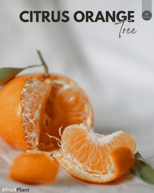 Citrus Orange Tree || Orange Tree || Orange Tree || Outdoor Fruit Plant UAE & KSA