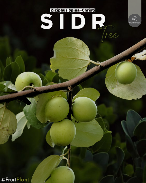 Sidr Tree || Ziziphus spina-christi || شجرة سدر || Crown of Thorns Tree UAE & KSA