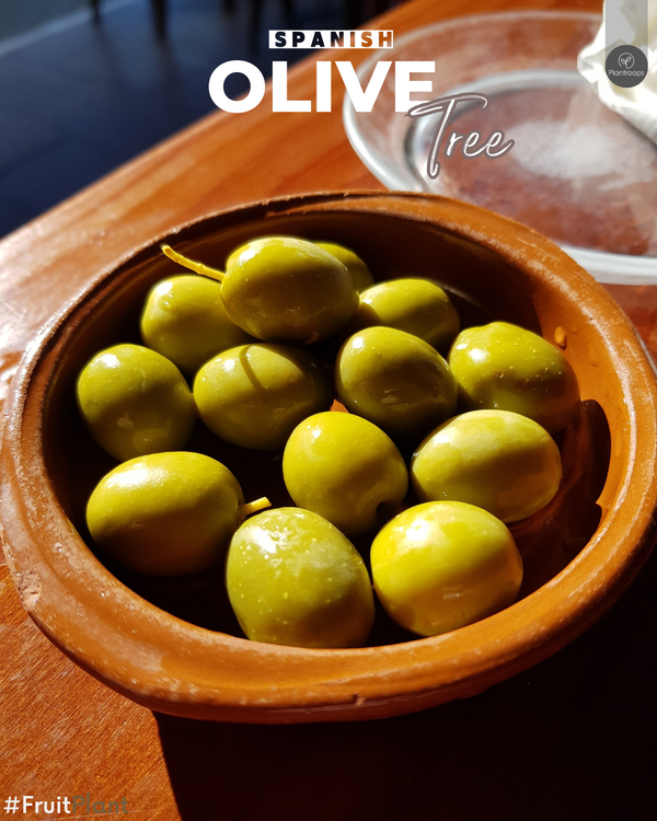 Olive Spain Bushy Tree || Olea Europaea Tree || شجرة الزيتون الإسبانية || Mediterranean Fruit Tree UAE & KSA
