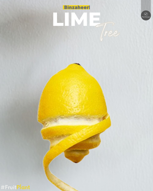 Lime Tree ‘Binzaheer’ || Citrus × aurantiifolia || ليمون بن زهير || Key Lime Tree UAE & KSA