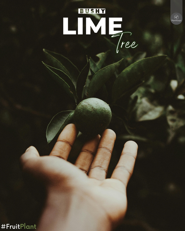 Lime Bushy Tree || Indoor Lime Tree || Hardy Indoor Plant UAE & KSA