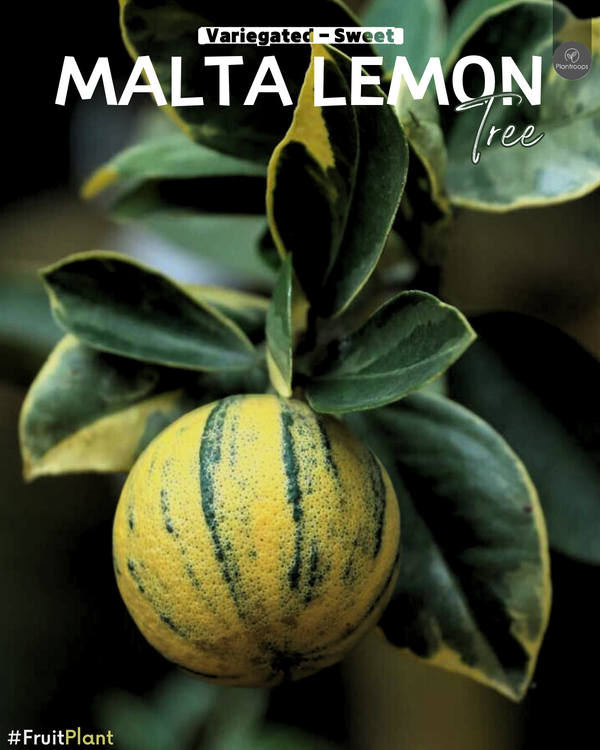 Variegated Sweet Malta Lemon || Citrus limon Tree || 1m – 1.2m || Unique Lemon Tree UAE & KSA