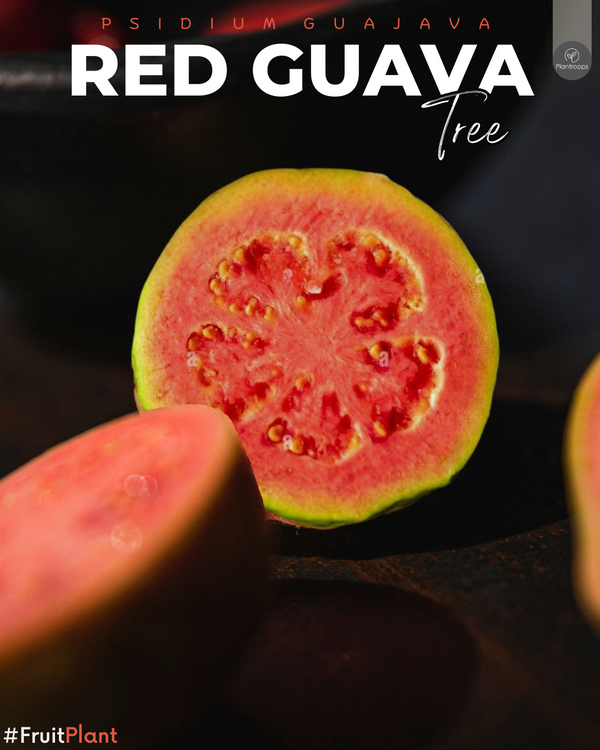Red Guava Tree || Psidium guajava || شجرة الجوافة الحمراء || Tropical Fruit Tree UAE & KSA (Copy)