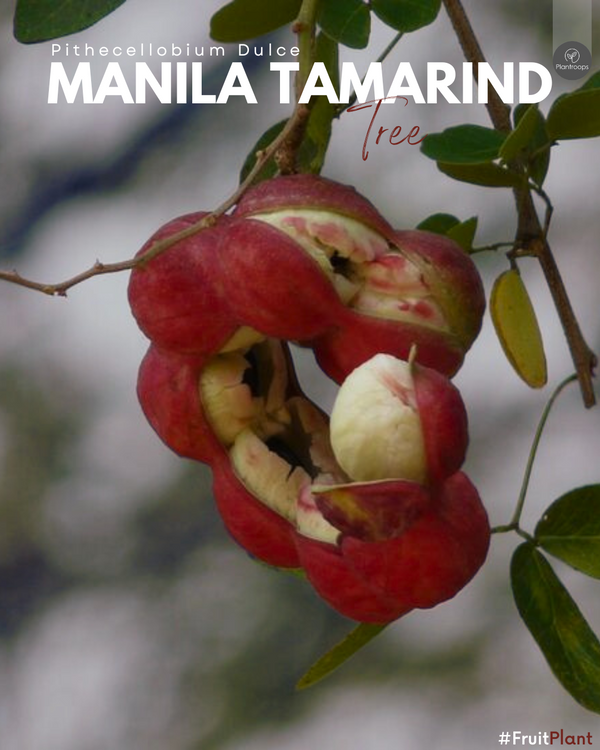 Manila Tamarind Tree || Pithecellobium Dulce || المنيلا تاماريند || Fast-Growing Tropical Tree UAE & KSA