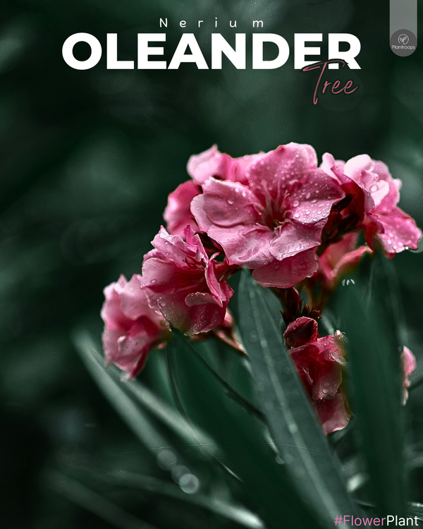 Oleander Single Head Tall Plant || Nerium Oleander || درنات الزهور رأس واحد طويل || Ornamental Shrub UAE & KSA
