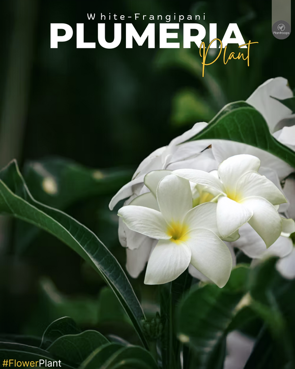 Plumeria Pudica || White Frangipani || فرينجياني أبيض || Tropical Elegance for UAE & KSA