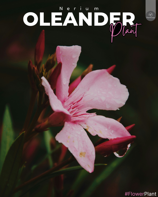 Oleander Plant || Nerium Oleander || درنات الزهور || Flowering Shrub UAE & KSA