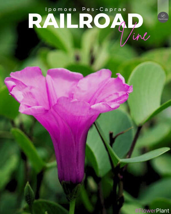 Railroad Vine ||Morning Glory || Ipomoea Pes-Caprae || اللبلاب السككي || Vibrant Purple Blooms for UAE Gardens