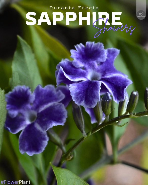 Sapphire Showers Plant || Duranta Erecta || دورانت إريكتا || Tropical Flowering Shrub UAE & KSA