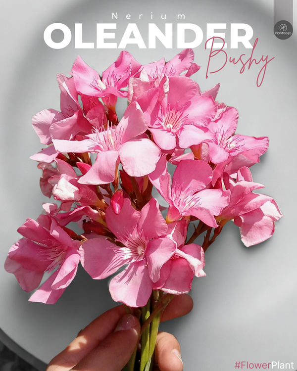 Oleander Bushy Plant || Nerium Oleander || درنات الزهور الكثيف || Drought-Tolerant Ornamental Shrub UAE & KSA