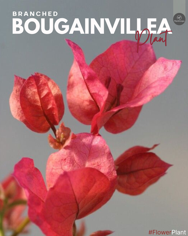 Bougainvillea Branched || Tropical Vine || بوجينفيليا متفرعة || Vibrant Blooms for UAE & KSA Gardens