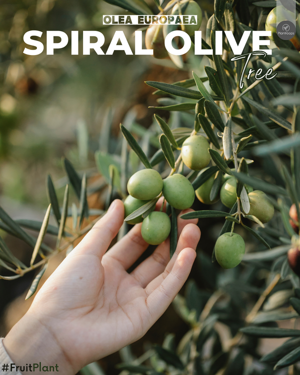 Olive Spiral Shape Tree || Olea europaea || شجرة زيتون الحلزونية || Mediterranean Ornament UAE & KSA