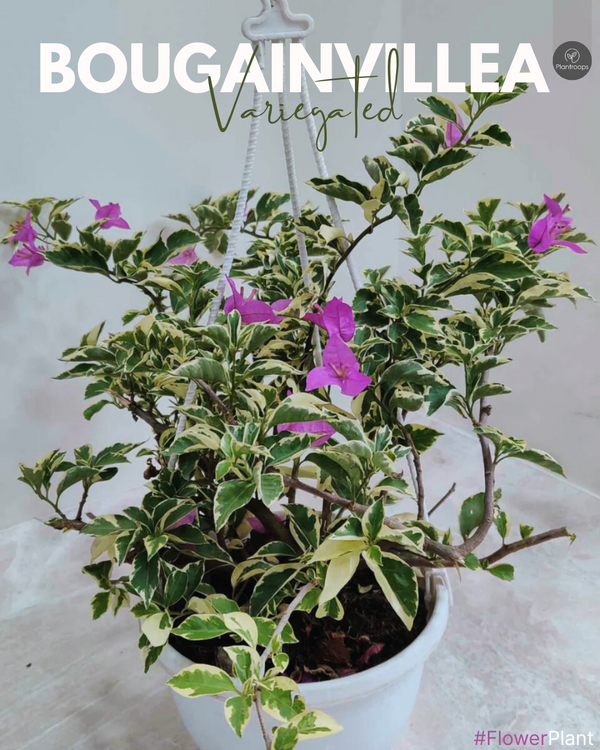 Bougainvillea Variegata || Variegated Paper Flower || بوجينفيليا متنوع || Stunning Climbers for UAE & KSA Gardens