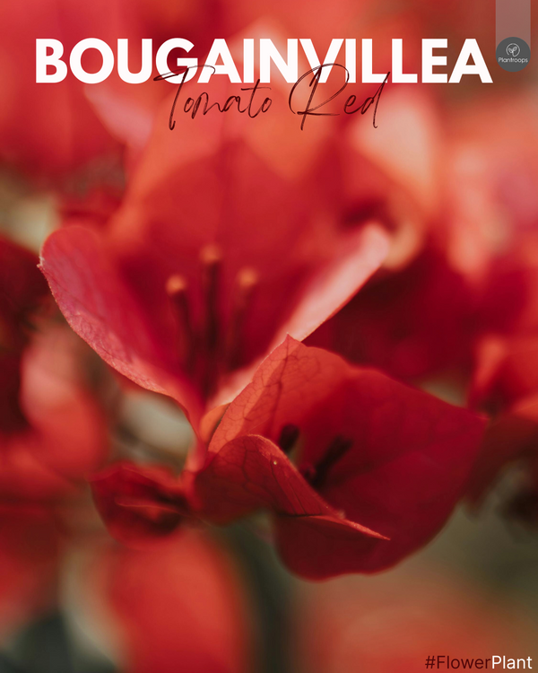 Bougainvillea Red Plant || Bougainvillea glabra || بوغينفيليا الطماطم الحمراء || Flowering Climber UAE & KSA