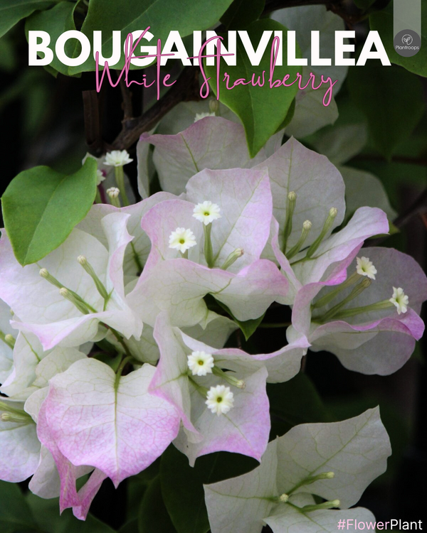 Bougainvillea White Strawberry Plant || Bougainvillea glabra || بوغينفيليا الفراولة البيضاء || Flowering Vine UAE & KSA