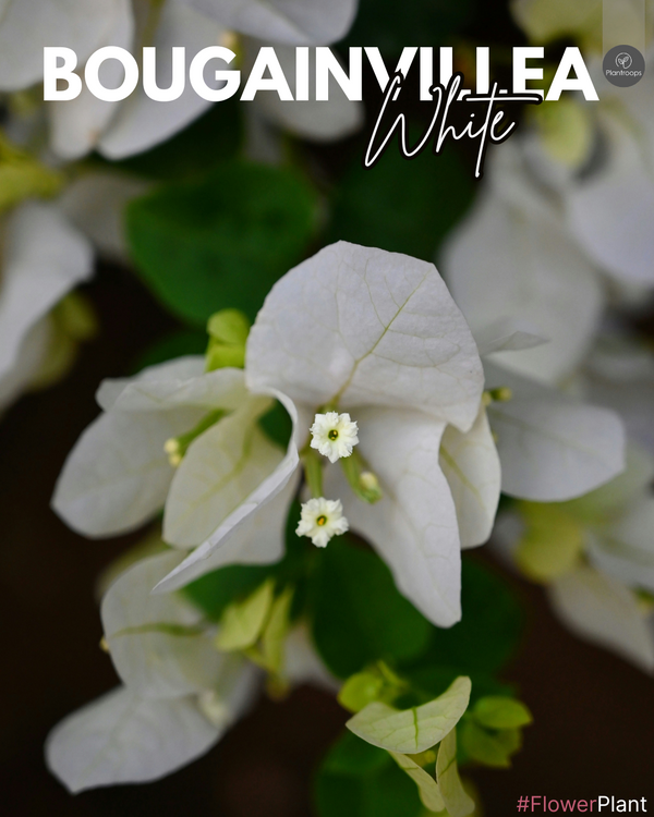Bougainvillea White || Tropical Vine || بوجينفيليا بيضاء || Vibrant Blooms for UAE & KSA Gardens