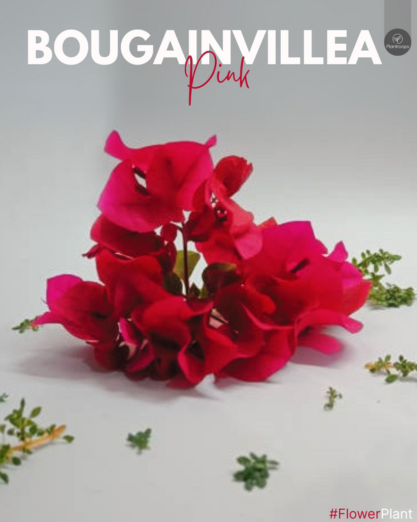 Bougainvillea Pink || Tropical Vine || بوجينفيليا وردية || Vibrant Blooms for UAE & KSA Gardens