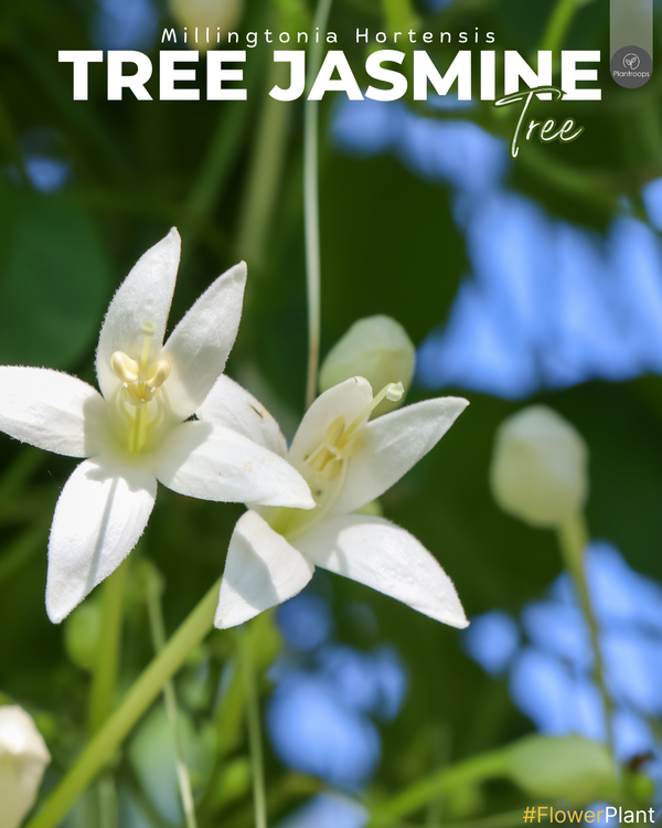 Tree Jasmine Tree || Millingtonia Hortensis || شجرة الياسمين || Fragrant Ornamental Tree for Gardens UAE & KSA