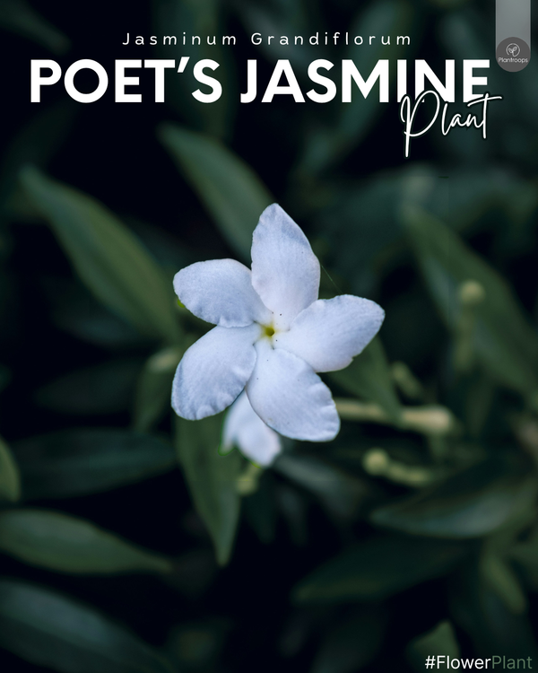 Poet's Jasmine || Jasminum grandiflorum || الياسمين الشاعري || Fragrant Climbing Vine for Gardens UAE & KSA