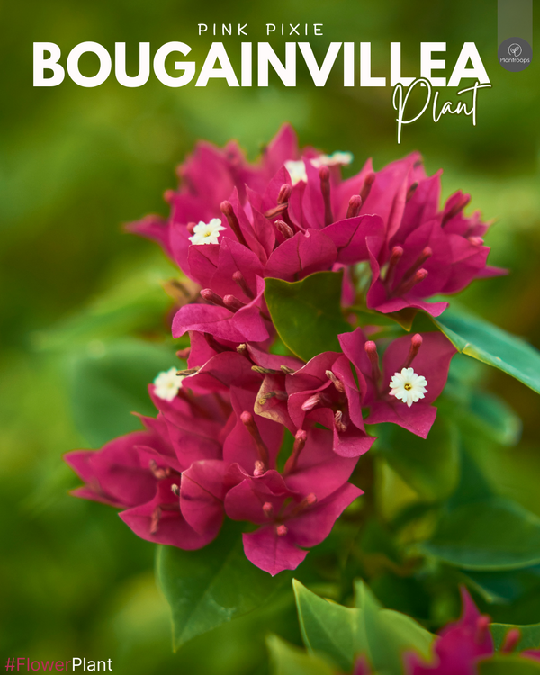 Bougainvillea Pink Pixie ||Bougainvillea || بوجينفيليا الوردي بيكسي || Vibrant Blooms for UAE & KSA Gardens