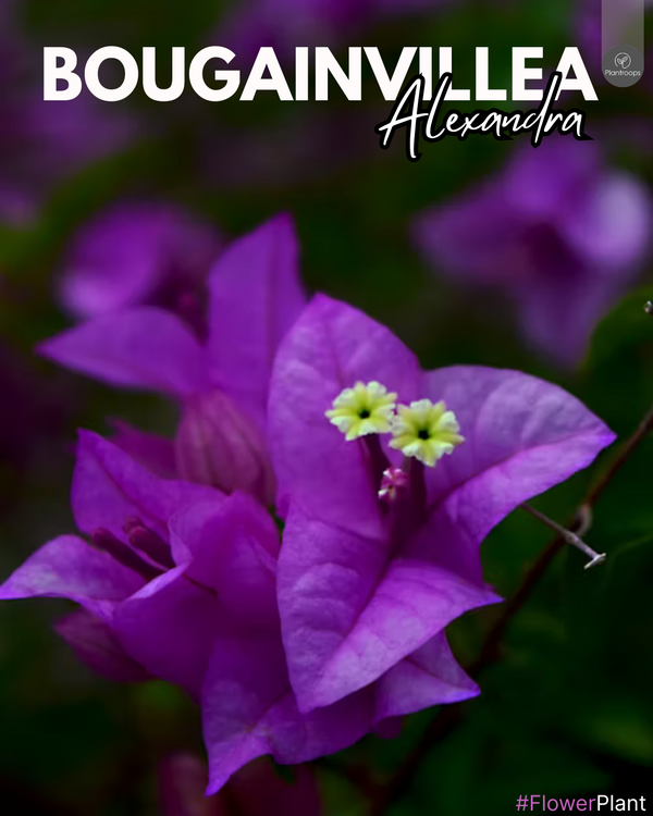 Bougainvillea Alexandra || Tropical Vine || بوجينفيليا ألكسندرا || Vibrant Blooms for UAE & KSA Gardens