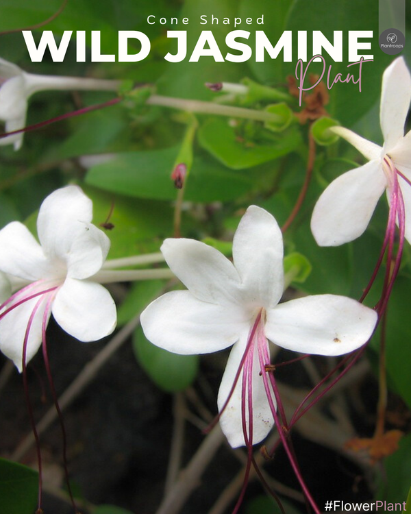 Wild Jasmine Cone Shaped || Clerodendrum Inerme Cone || الياسمين البري مخروط الشكل || Evergreen Shrub for Gardens UAE & KSA