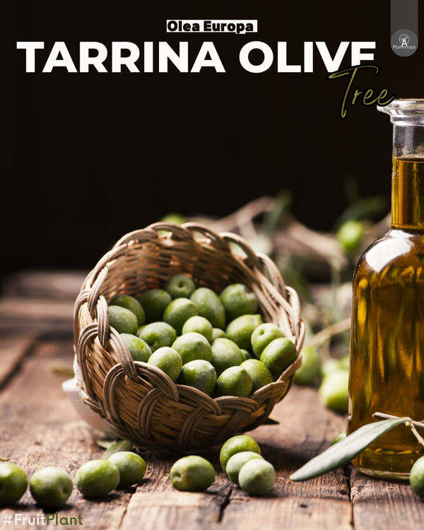 Olea Europa Tarrina Tree || Olive Tree || Olea europaea || شجرة الزيتون UAE & KSA