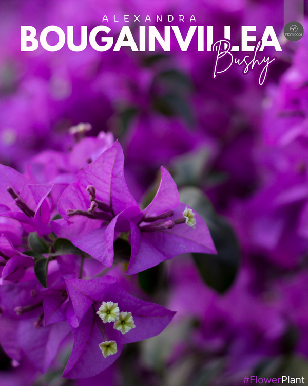 Bougainvillea Alexandra Bushy || Compact Bougainvillea || بوجينفيليا ألكسندرا بوشي || Vibrant Blooms for UAE & KSA Gardens