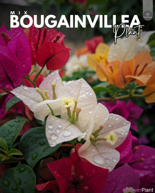 Bougainvillea Mix || Bougainvillea || بوجنفيليا || Vibrant Outdoor Flowering Plant UAE & KSA
