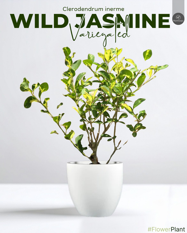 Wild Jasmine Variegated || Clerodendrum Inerme Variegated || الياسمين البري المتنوع || Fragrant Shrub for Gardens & Indoors UAE & KSA