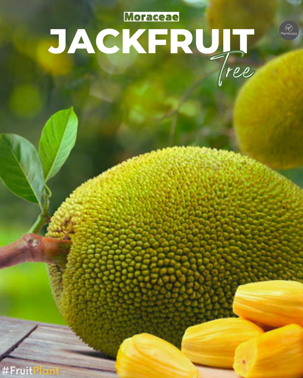 Jackfruit Tree || Artocarpus heterophyllus || شجرة الكاكايا || Tropical Fruit Tree UAE & KSA