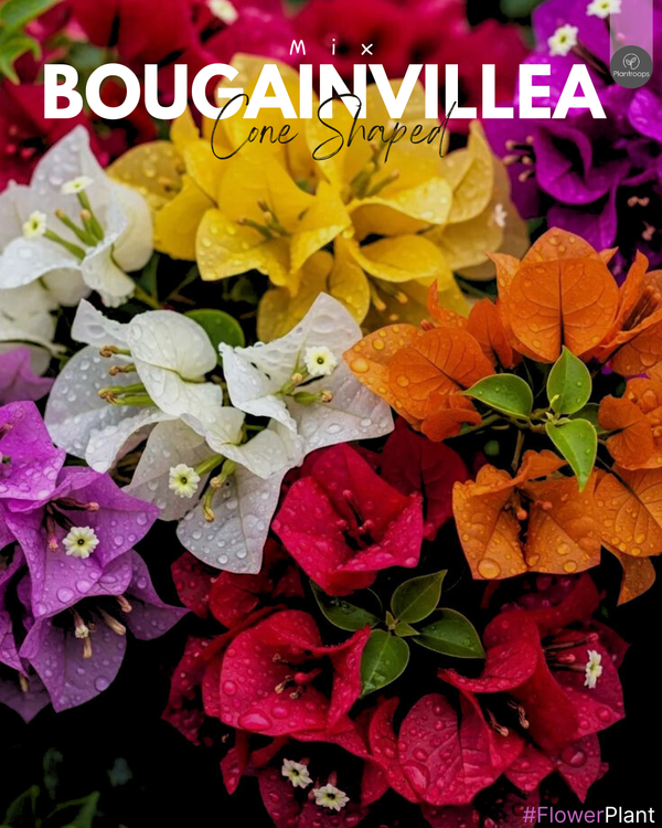 Mix Bougainvillea - Cone Shape || Bougainvillea || بوجنفيليا مخروطية الشكل || Vibrant Flowering Plant for Gardens UAE & KSA