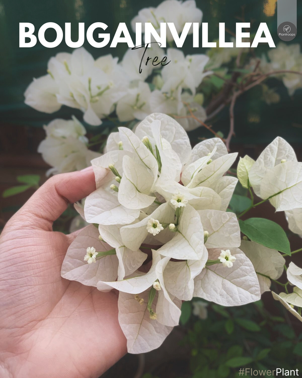 Bougainvillea Tree || Bougainvillea spp. || شجرة بوجنفيليا || Tall Flowering Plant for Gardens UAE & KSA