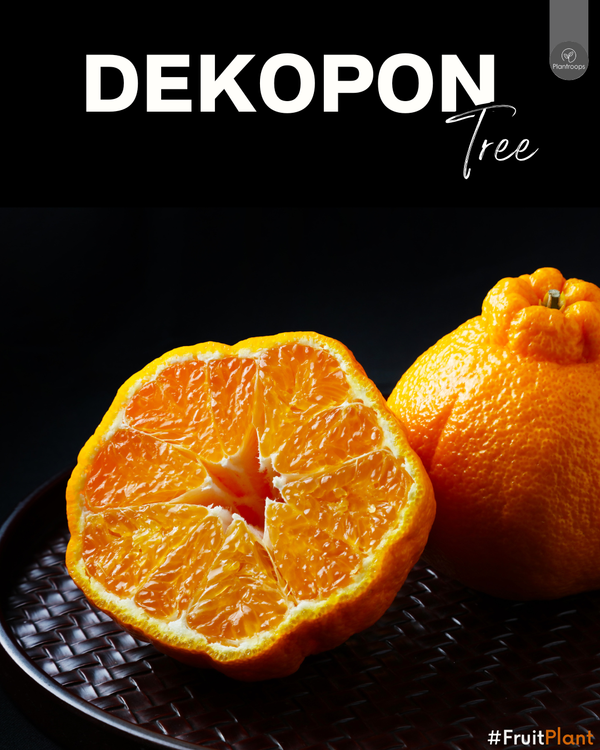 Dekopon Citrus Tree || Shiranuhi Orange Tree || شجرة ديكوبون || Sweet Seedless Citrus Tree UAE & KSA