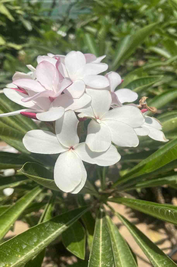 Plumeria Obtusa Dwarf Singapore Pink