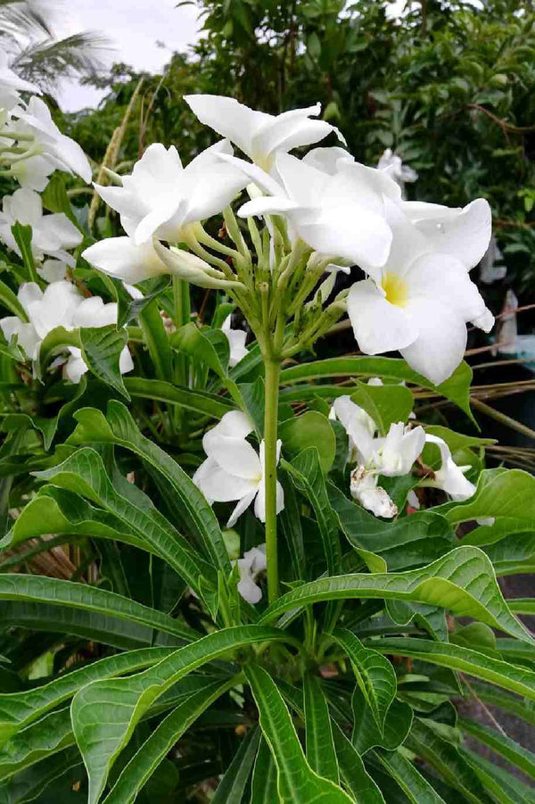 Plumeria Pudica